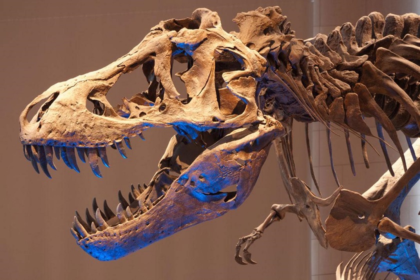 The head and torso of a dinosaur skeleton; it has a large head with long sharp teeth